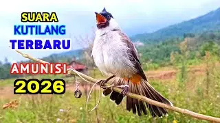 Suara Burung Kutilang Pikat Terbaru Paling Gacor Juara Untuk Pancingan 