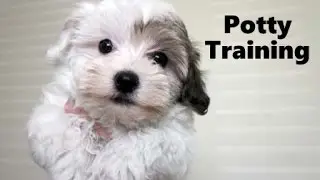 How To Potty Train A Havanese Puppy - Havanese House Training Tips - Housebreaking Havanese Puppies