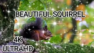squirrel animal,Life span of a squirrel,chipmunk,wild animals,animals video in 4k ULTRA HD