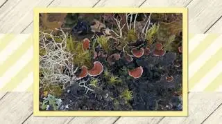Nephroma helveticum - fungi kingdom