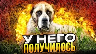 Пёс у которого  получилось 😱😬 Видео без цензур🔞+