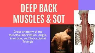 Deep Back Muscles and SOT gross anatomy #anatomy