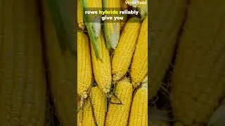 🌽 Did You Know Corn Always Has an Even Number of Rows? | Nature&rsquo;s Hidden Math!