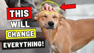 8 Underrated Things That Make a HUGE Difference in Your Dog&rsquo;s Life