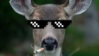 Deer Being Frickin Stupid (For One Minute Straight)