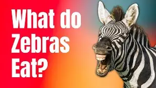 What do Zebras Eat - Zebra Diet in the Wild and Captivity
