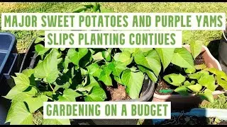 The Frugal Garden: Sweet Potato & Purple Yams Update | #sweetpotato #yams #containergardening