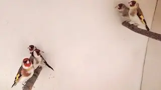 Щеглы (черноголовые/седоголовые/метисы)
