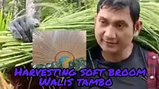 PAG-AANI NG WALIS TAMBO/HARVESTING SOFT BROOM PART 2,