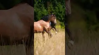 Real life spirit 😍 Jesse Drent & Gaio in liberty!