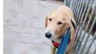 Hiking with my buddy 🐕#viral #trending#dog #animal