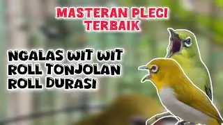 masteran pleci terbaik