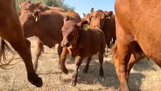 Hebert Cattle Co.- Moving Registered Red Angus With Calm Disposition