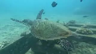 Reefsystems - Turtle spotted!