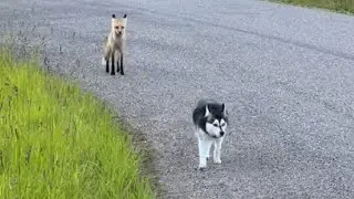This Husky Finds an Unexpected Friendship with a Fox in the Woods