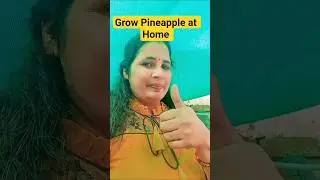Grow Pineapple at Home/How to Grow Pineapple at Home 😍☘️#terracegarden #terracegardenindia