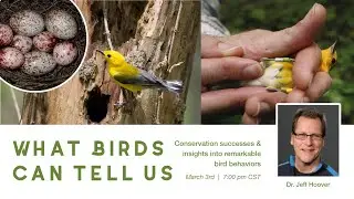What birds can tell us: Conservation successes and insights into remarkable bird behavior