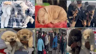 AMAZING Dog Show in Amritsar 2026 |||Unleashing the Extraordinary: Amritsar's Spectacular Dog Show