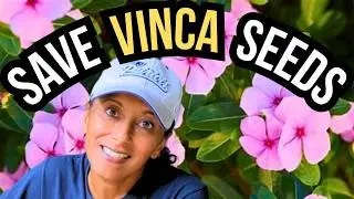 How To Collect Vinca Seeds 🌱 Harvest Store Save