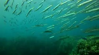 Islands |DAHAB|Dive Sites