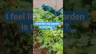 Did My Garden Survive the Storm? (Yes it Did!)