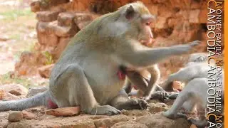 Super Slap...Jane Slap Janet| Janet Drag Her Sister ,Make Jane Furious Very Much