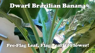 Dwarf Brazilian Banana | Pre-Flag Leaf, Flag Leaf, & Flower