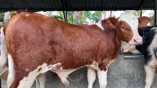 PEDET SUPER READY KEMBALI 7 OKTOBER 2025