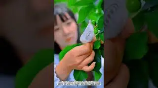 Early Cherry Fruit Bagging Technique for a Perfect Harvest #AgriculturalInnovation