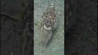 Cuttlefish the secret alien #bugDreamer