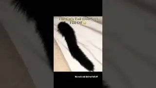 This Cat&rsquo;s Tail (Did Not) Fall Off 😳 #interesting