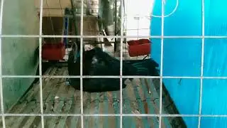 Pasilip sa mga bagong manok ng Pedrito's Game fowl@philippinesgamefowl @PeterPaulCadiente