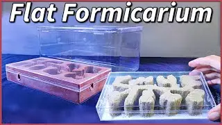 Preparing Ant Farm for a MATURING COLONY!  | D colony