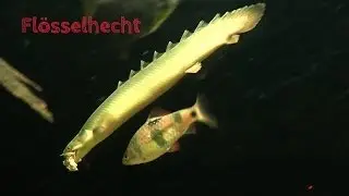 Fl&ouml;sselhecht