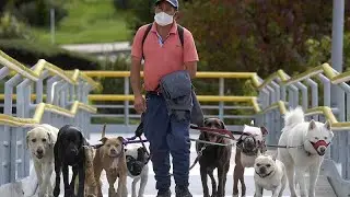 Keine Zeit f&uuml;r Gassi gehen: Hundesitter sind &uuml;berlastet