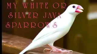 MY WHITE & SILVER JAVA SPARROWS COLONY FREE TIME ENJOY ALL BIRDS #birds #java #colony #breedingsetup