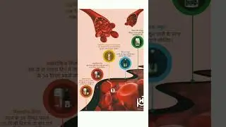 एनिमिया के लिए फिलान हरबोमेडिक्स का आयुर्वेदिक दवा