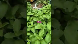 Stevia Facts You&rsquo;ve Never Heard Before!