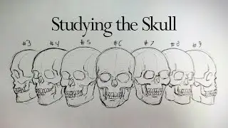 Free Class: Studying the Skull
