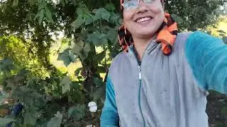 # कपास के और तुअर के खेत मे गए आज 😍और खेत मे खाया खाना#minivlog  #viral 