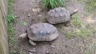 Fast and Cute Box Turtles at Bergen County Zoo 🐢 | Must-See Wildlife in NJ! #turtles #boxturtle