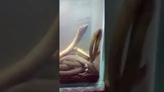 Belut Aquarium#ikan #eel#budidaya akuarium#shorts