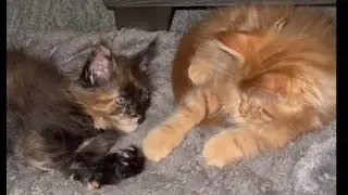 Oliver and Katara Playing Footsies and Yawning | The Sweetest Cozy Moment