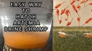 How to hatch brine shrimp easy way [ A R T E M I A ] - in Tamil
