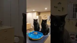 @aCrazyKittenCaboodle Feeding time takes too long #shorts #blackcatsoftiktok #cats #catshorts