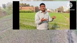 Onion Cultivation irrigation and weed management,