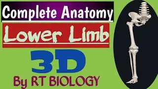 3D Video Biology || Lower Limb || Complete Anatomy