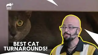 The Best Aggressive Cat Transformations! | My Cat From Hell S5 | Animal Planet India