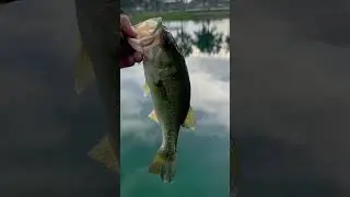 Zman micro finesse jig #bassfishing #bankfishing #bass #pondfishing