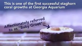 Georgia Aquarium's 